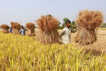 বগুড়ায় সোনালী রঙের ধানে মাঠ প্রান্তর ভরে উঠেছে