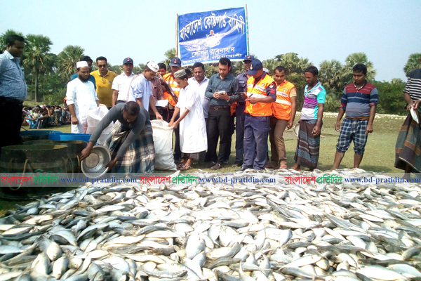 কলাপাড়ায় বিপুল পরিমাণ জাটকা জব্দ
