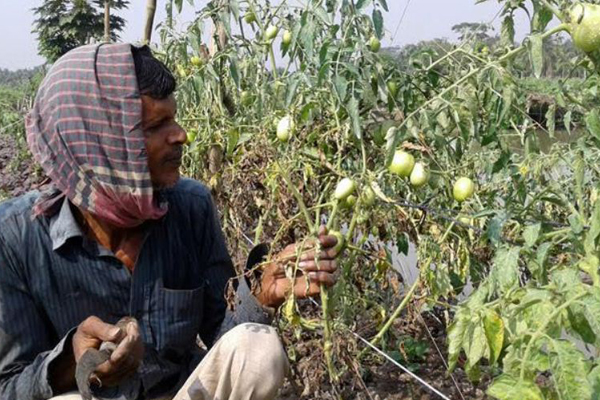বাগেরহাটে 'স্ট্রোক' রোগে মারা যাচ্ছে ফলন্ত টমেটো গাছ

