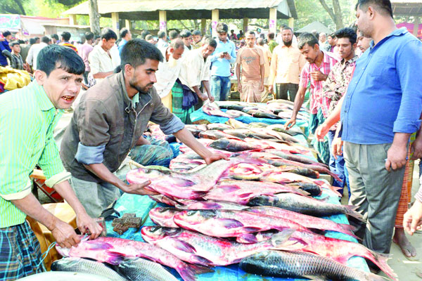 বগুড়ায় মাছের মেলায় ২০ কেজির বাঘাইর