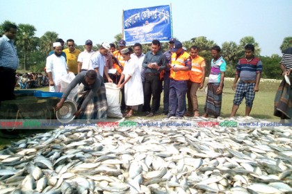 কলাপাড়ায় বিপুল পরিমাণ জাটকা জব্দ