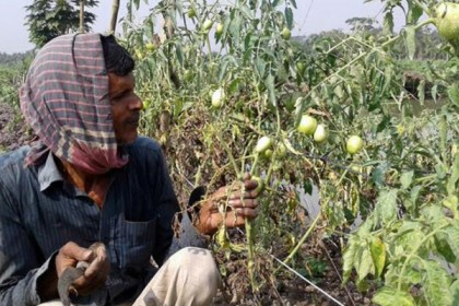 বাগেরহাটে 'স্ট্রোক' রোগে মারা যাচ্ছে ফলন্ত টমেটো গাছ

