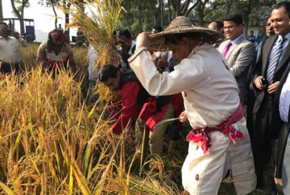 কুমিল্লায় নবান্ন উৎসবে ধান কাটলেন জেলা প্রশাসক