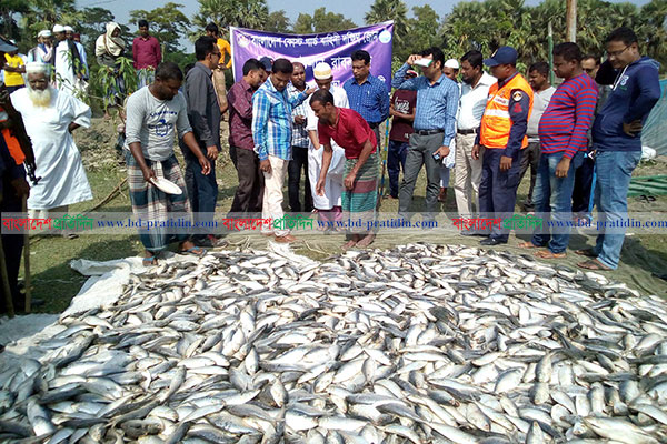কলাপাড়ায় ৫০ মণ জাটকা জব্দ