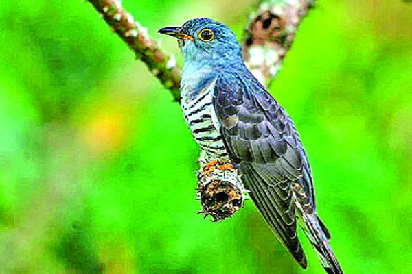 নজরুলের সেই গানের পাখি ‘বউ কথা কও’