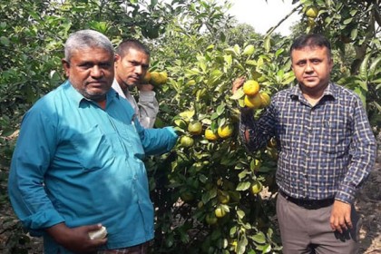 নাটোরের বাগাতিপাড়ায় কমলা চাষে কৃষকের চমক