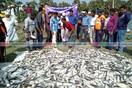 কলাপাড়ায় ৫০ মণ জাটকা জব্দ
