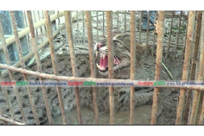 নেত্রকোনায় হাঁসের খামারে ধরা পড়লো মেছো বাঘ