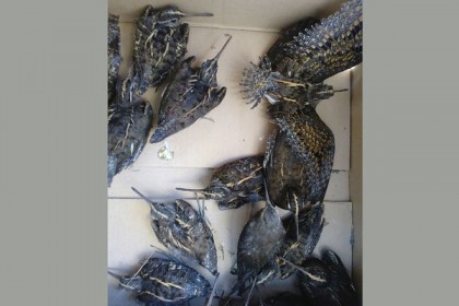 নলডাঙ্গায় ৪০টি পাখি অবমুক্ত

