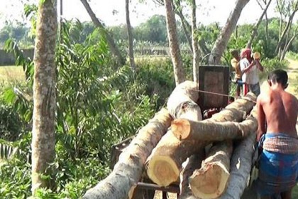 ঝিনাইদহে পানি উন্নয়ন বোর্ডের গাছ কেটে বিক্রি আওয়ামী লীগ নেতার

