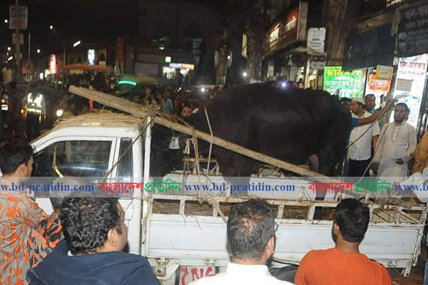 অবশেষে সেই পাগলা মহিষ উদ্ধার

