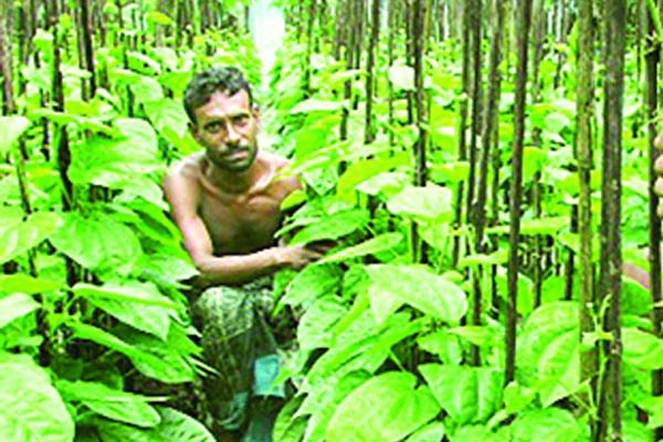 পান চাষে লাভবান বরগুনার চাষিরা