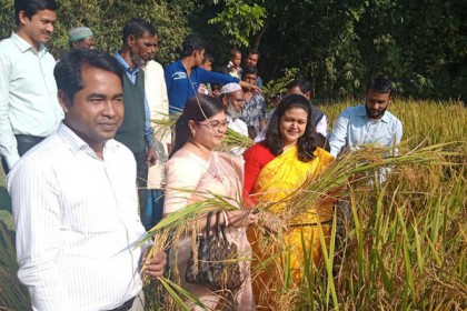 ফুলপুরে ধান কেটে নবান্ন উৎসব উদযাপন