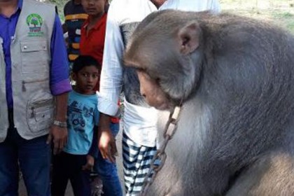 অবশেষে ৪ দিন পর আহত বানরটি উদ্ধার
