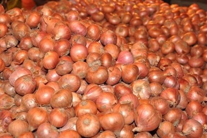 পিয়াজের কেজি ৫০ পয়সা!