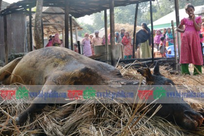 গোয়াল ঘরে দুর্বৃত্তদের দেওয়া আগুনে আওয়ামী লীগ নেতা দগ্ধ 