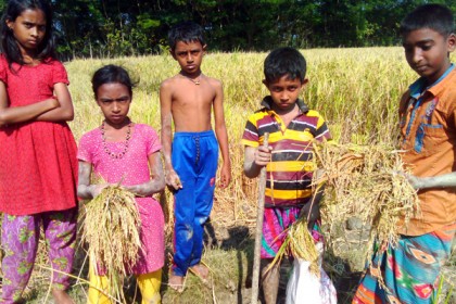 ওরা ধান কুড়ানির দল