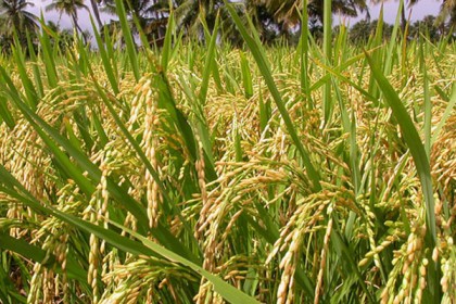 ভোলায় চলতি মৌসুমের আমন ধান সংগ্রহ অভিযান শুরু