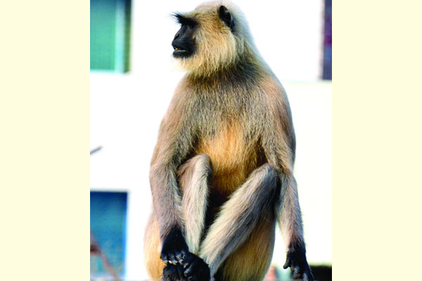 বগুড়ায় মুখপোড়া হনুমান ঘুরছে