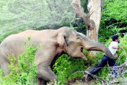 পেকুয়ায় হাতির আক্রমণে কৃষকের মৃত্যু