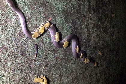 সাপের সঙ্গে ব্যাঙের ঘনিষ্ঠতা, ছবি ভাইরাল
