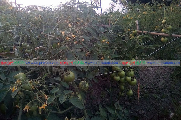 আগাম জাতের টমেটো চাষে কৃষকের মুখে হাসি