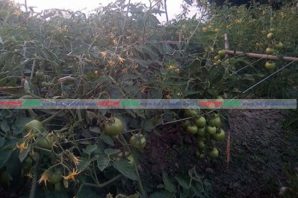 আগাম জাতের টমেটো চাষে কৃষকের মুখে হাসি