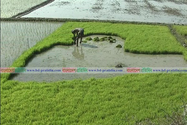 নেত্রকোনায় দিনরাত এক করে বোরো আবাদে ব্যস্ত কৃষকরা