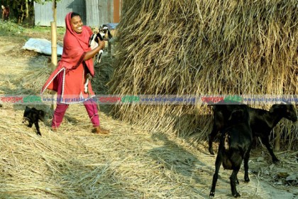 বগুড়ার ধুনটে ভূমিহীনরা স্বল্প সুদে সরকারি ঋণ নিয়ে স্বাবলম্বী  