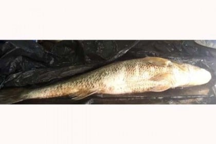 জেলের জালে ৩৫ কেজি ওজনের পোয়া মাছ


