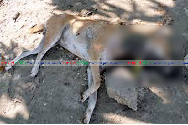 ফুলবাড়িয়ায় এক কুকুরের কামড়ে আহত ২৭