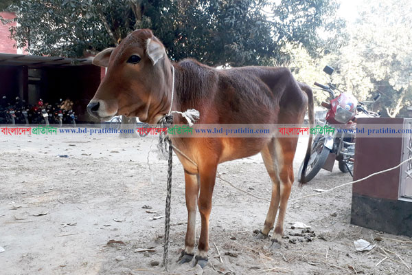 ক্যাম্পের ঘাস খাওয়ার অপরাধে থানায় দেওয়া হল গরুকে!