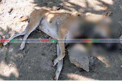 ফুলবাড়িয়ায় এক কুকুরের কামড়ে আহত ২৭