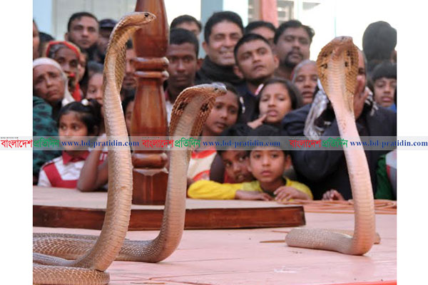 মাগুরায় ঐতিহ্যবাহী সাপ খেলা অনুষ্ঠিত
