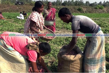 আলু চাষে হতাশ কৃষকরা,  লাভবান মধ্যসত্ত্বভোগীরা
