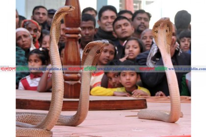 মাগুরায় ঐতিহ্যবাহী সাপ খেলা অনুষ্ঠিত