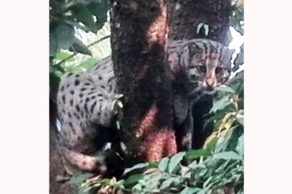 ফুলপুরে বিরল প্রজাতির বাঘ, এলাকাজুড়ে আতঙ্ক