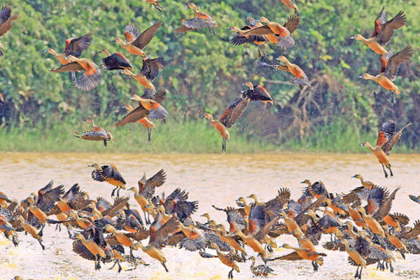 জাবিতে পাখি মেলা শুক্রবার