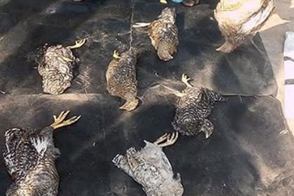 বাগেরহাটে মুরগির সাথে শত্রুতা 
