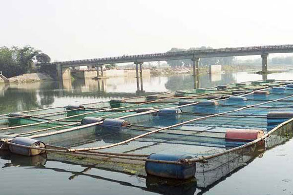 পীরগঞ্জে টাঙ্গন নদীতে খাঁচায় মাছ চাষ

