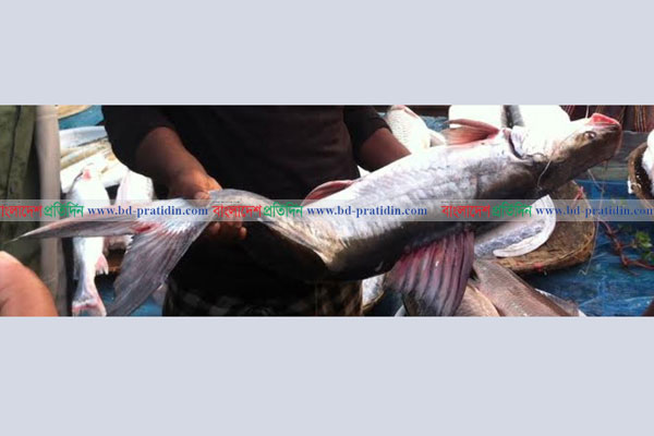 একটি বাঘাইড় মাছের দাম ৮৫ হাজার!

