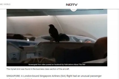 উড়ন্ত প্লেনে ঢুকে গেলো পাখি!