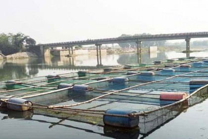 পীরগঞ্জে টাঙ্গন নদীতে খাঁচায় মাছ চাষ

