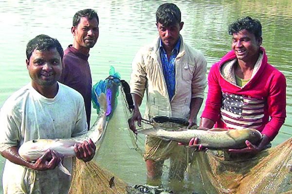 শহরের উপকণ্ঠে সবজি ও মাছ চাষ