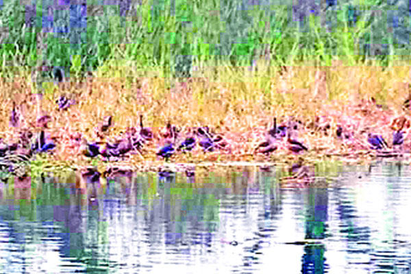 পাখির অভয়াশ্রম শার্শার পদ্মবিল