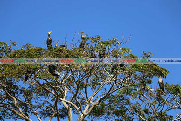 অতিথি পাখিদের কিচির-মিচির কলতানে মুখর পাহাড়
