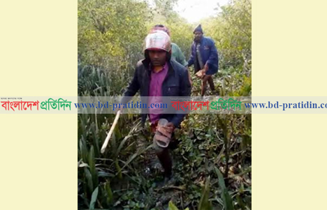 সুন্দরবনের বাঘ লোকালয়ে, আতঙ্কে গ্রামবাসী