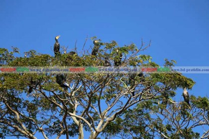 অতিথি পাখিদের কিচির-মিচির কলতানে মুখর পাহাড়
