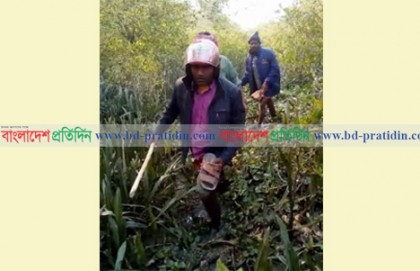 সুন্দরবনের বাঘ লোকালয়ে, আতঙ্কে গ্রামবাসী
