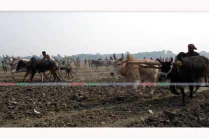 ঝিনাইদহে গরুর গাড়ির দৌড় প্রতিযোগিতায় মানুষের ঢল